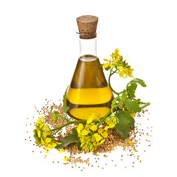 Rafine Kanola Yağı